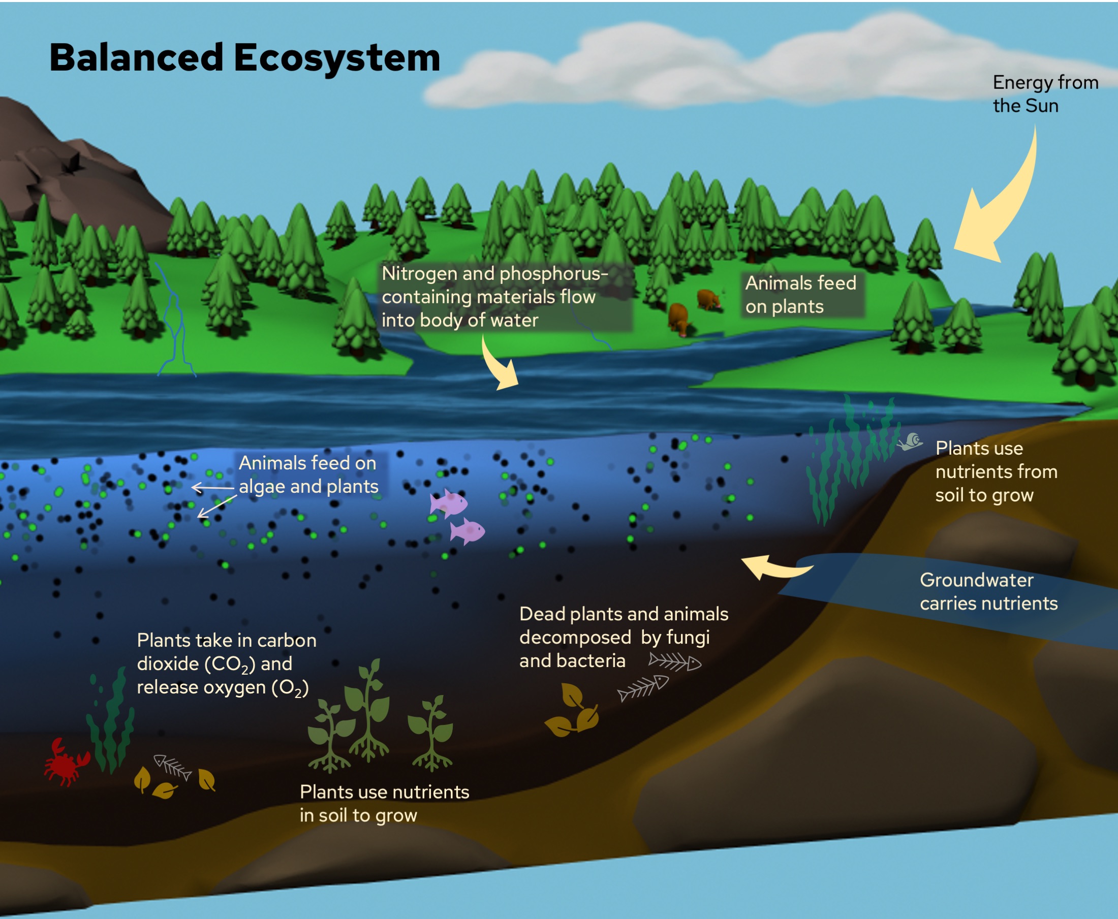 Healthy Balanced Ecosystems Healthy Balanced Ecosystems