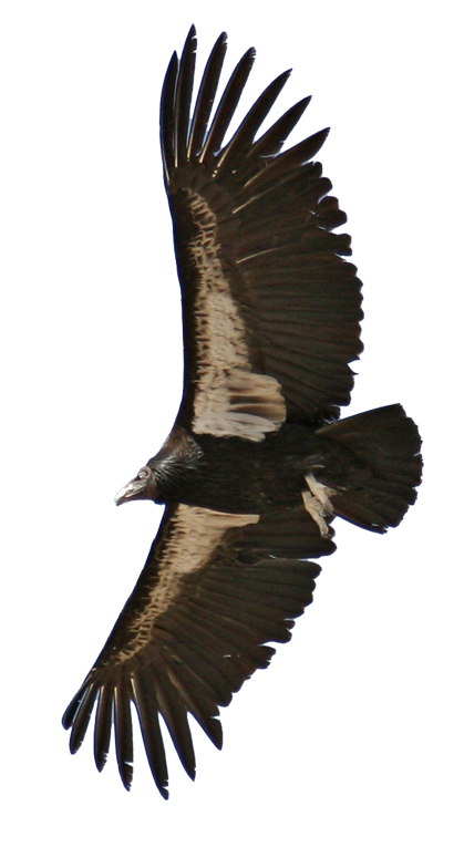 Meet the condor!